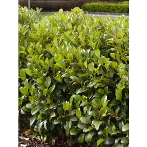 Troène du Japon 'Green Century' Pot de 2L/3L