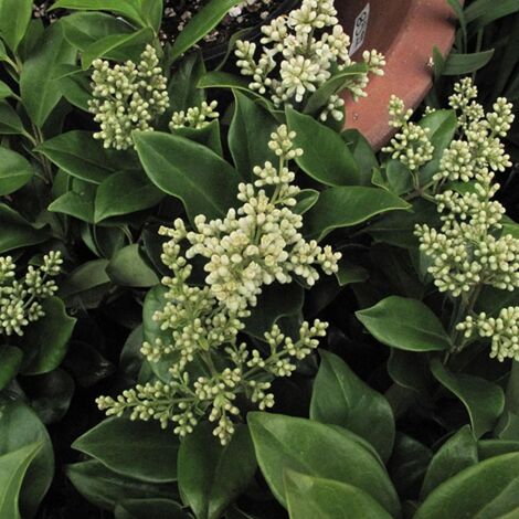 Troène du Japon - Ligustrum japonicum en pot de 7,5L/10L