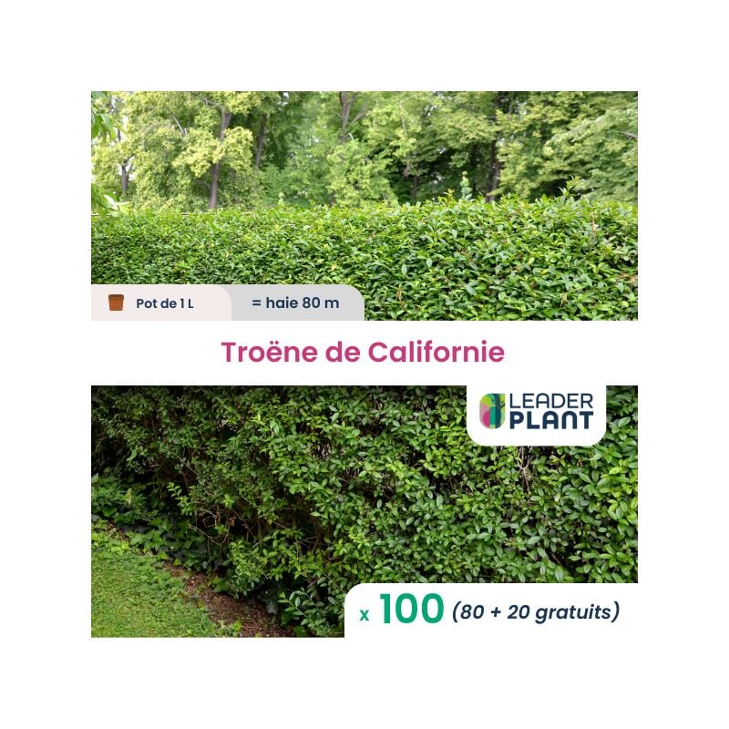 Leaderplantcom - Troene-Troène-Troëne de Californie 20/30