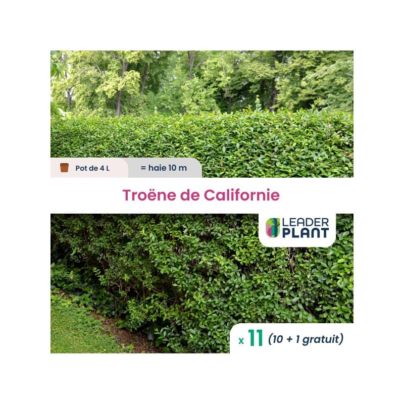 11 x Troène de Californie en pot de 4 l