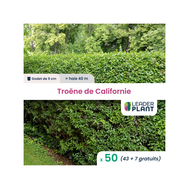 50 x Troène de Californie en godet