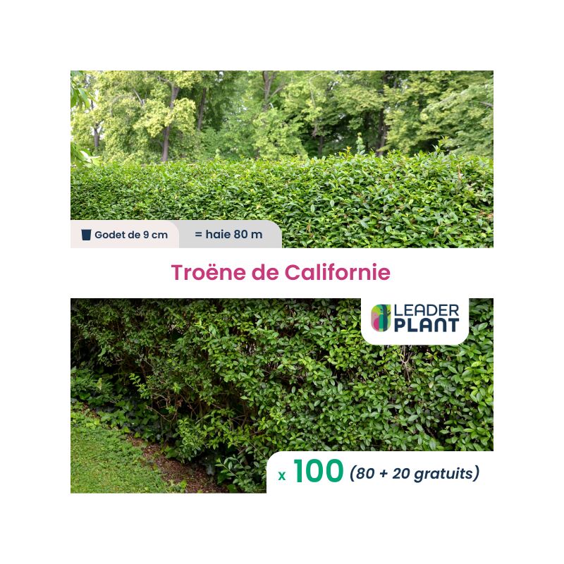 100 x Troène de Californie en godet