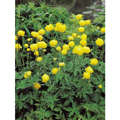 Trolle 'Lemon Queen' Godet de 8/9 cm