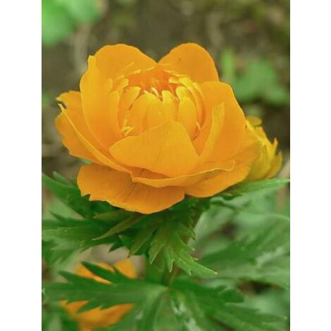 Trollius asiaticus Godet de 8/9 cm