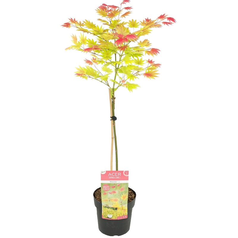 Bloomique - Tronc d'Acer shirasawanum 'Moonrise' - Érable du Japon - Arbuste - Rustique – ⌀19 cm - ↕80-100 cm - Red