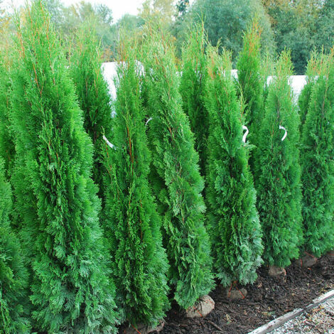 Tuia smeraldo "Thuja occidentalis Smaragd" pianta da siepe sempreverde in vaso ø28 cm h. 100/110 cm