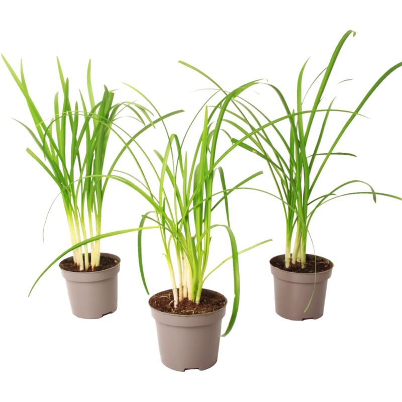 Plant In A Box - Tulbaghia 'Knobikraut' - Ail des ours - Lot de 3 - ⌀9 cm - Hauteur 15-25 cm - Violet