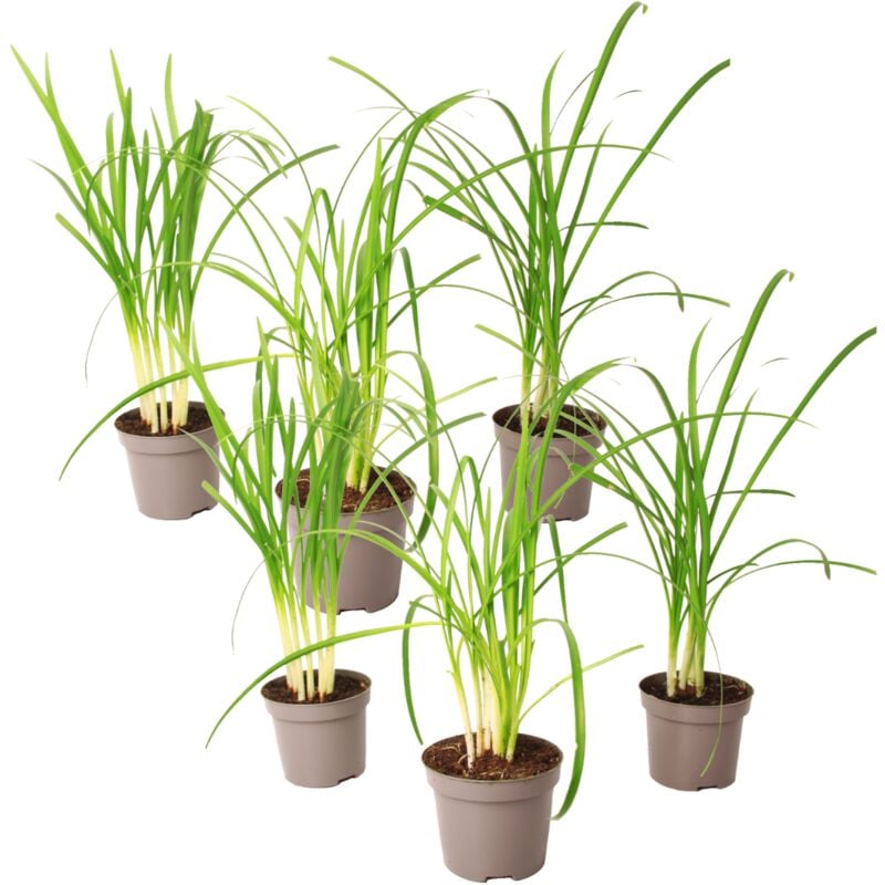 Plant In A Box - Tulbaghia 'Knobikraut' - Ail des ours - Lot de 6 - ⌀9 cm - Hauteur 15-25cm - Violet