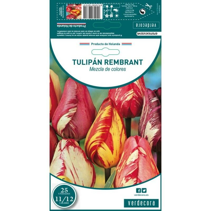 

Tulipan Rembrand Mezcla X25