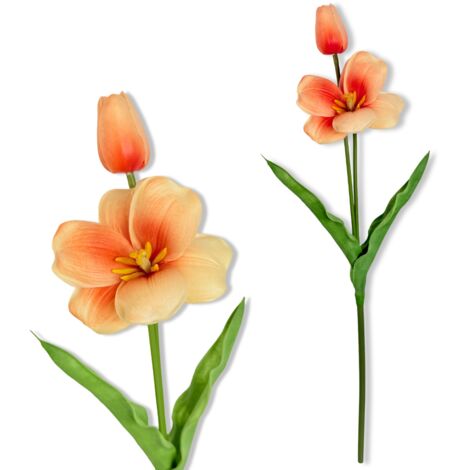 Tulipano di schiuma albicocca Twig 53 cm