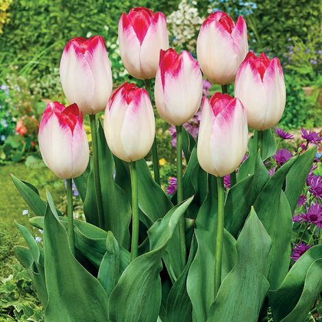 Tulipe Supri Erotic - Le sachet de 10 bulbes / Ø 11cm - Willemse