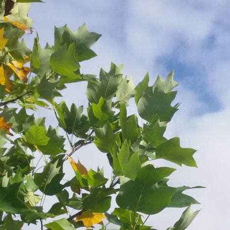 Tulipier de Virginie tulipifera