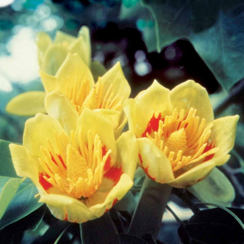 Tulipier de Virginie - Jaune