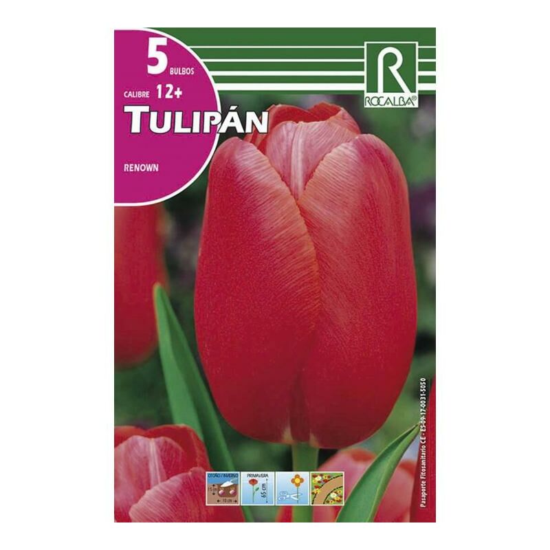 

Rocalba - Tulipán Renown -Rosa Intenso