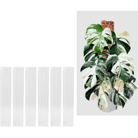 Tuteur Moss Plastique pour Monstera - 6PCS 17 Inch (43cm) Support Pliable Plantes Climbing Stackable Indoor Outdoor - Tiges PET Durable D-Shaped Semi Cylindrique