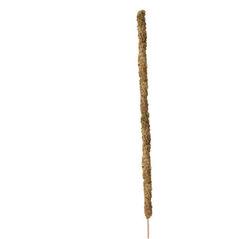 Tuteur pour Plantes avec Moss et Cordage de Coco DIY Modulable 120cm 60cm Flexible Vert Brun pour Jardins