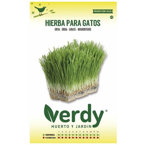 Über grüne Katzengrassamen
