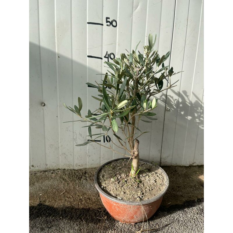 Ulivo Bonsai H50 Foto Reali