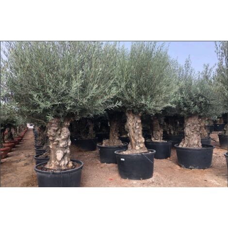 Ulivo olivo "Olea europea" bonsai in mastello da 285 lt cfr. tronco 100/120 cm FOTO REALI