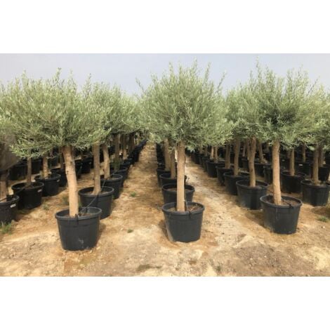 Ulivo Olea Europea In Vaso ø22 Cm - Altezza 70/80 Cm | Vivaio Di Castelletto - Foto 4