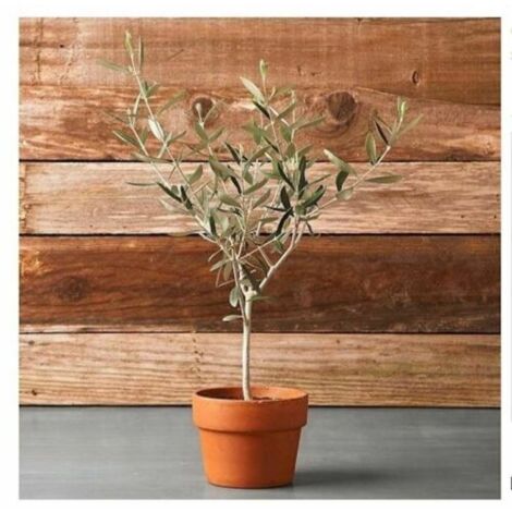 Ulivo olivo "Olea europea" pianta in vaso bio 8 cm mensa olio