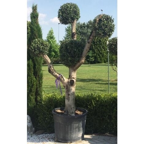 Pianta Di Olivo Arbosana In Vaso Diametro 18 – Vivaio Garden Forest - Foto 7