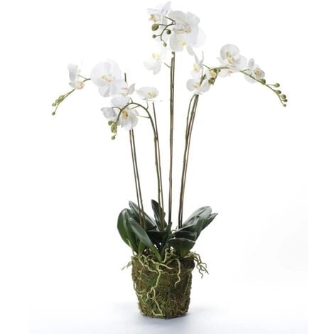 Lapillo vulcanico per orchidee al miglior prezzo - Pagina 10