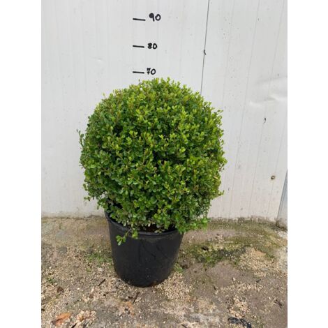 USINE DE BUXUS À BILLES