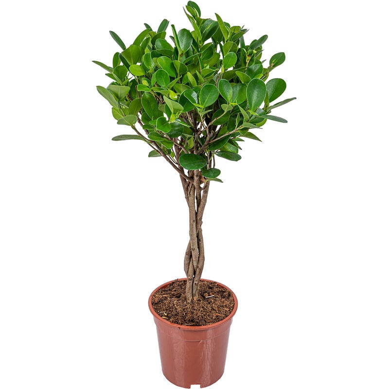Bloomique - Ficus Microcarpa 'Moclame' - Plante résistante - Facile d'entretien - ⌀17 - ↕80 cm