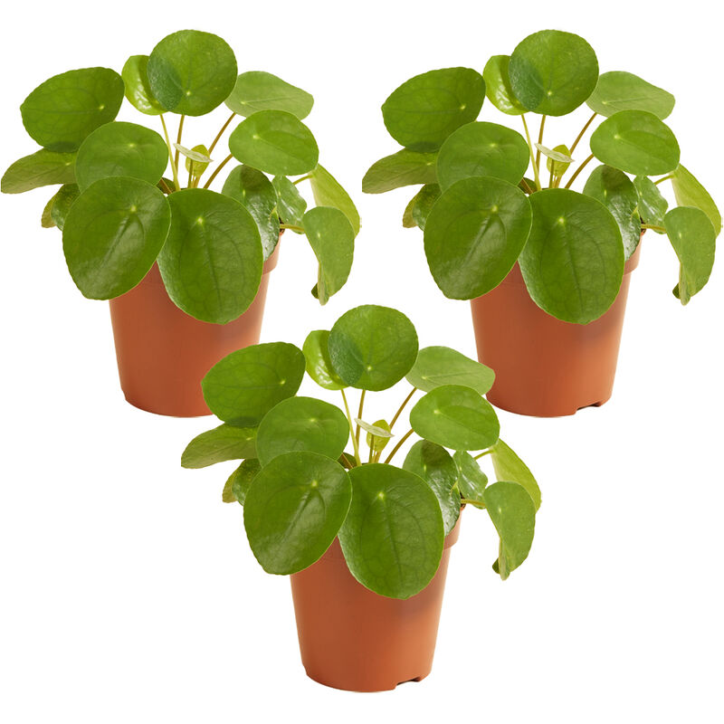 Bloomique - Usine de crêpes - Pilea 'Peperomioides' par 3 pièces - Plante d'intérieur en pot de pépinière ⌀12 cm - ↕10-15 cm