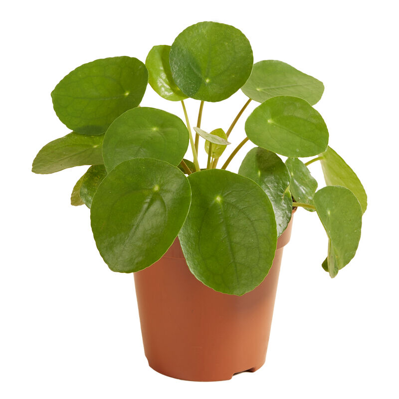 Bloomique - Usine de crêpes - Pilea 'Peperomioides' par pièce - Plante d'intérieur en pot de pépinière ⌀12 cm - ↕10-15 cm