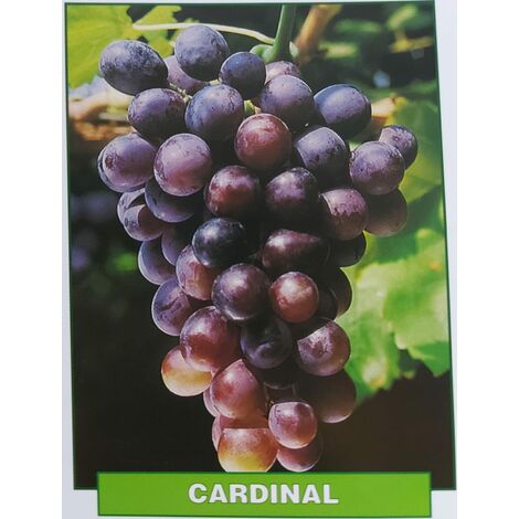 Uva Cardinal - pianta di 3 anni