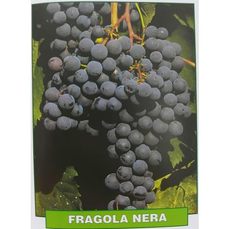 Uva Fragola nera - pianta di 3 anni