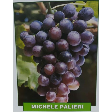 Uva Michele Palieri - pianta di 3 anni