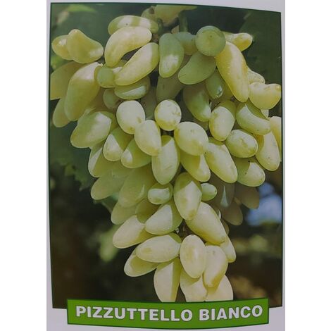 Uva Pizzutello bianco - pianta di 3 anni
