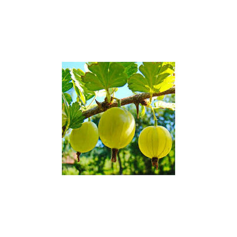 Uva Spina Gialla (Pianta di 3 anni)