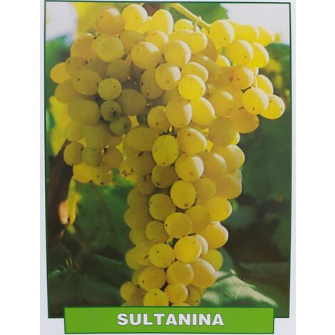 Uva Sultanina - pianta di 3 anni