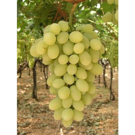 Uva Vittoria (Pianta di 3 anni)
