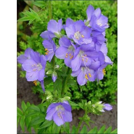 Valériane grecque 'Blue Pearl' Godet de 8/9 cm