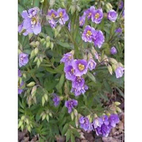 Valériane grecque 'Lambrook Mauve' Godet de 8/9 cm