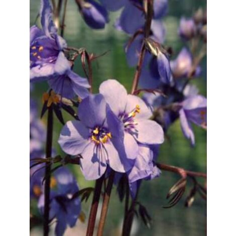 Valériane grecque 'Purple Rain' Godet de 8/9 cm