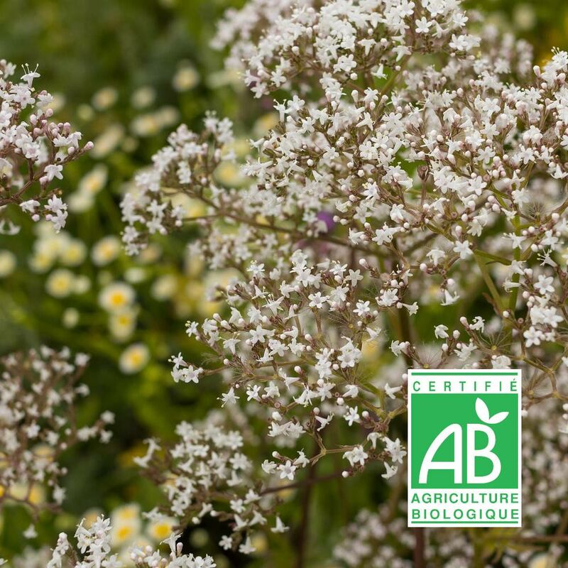 Valériane officinale bio | Conditionnement: Lot de 9 godets