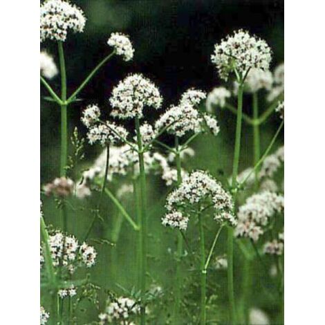 Valériane officinale Pot de 2L/3L