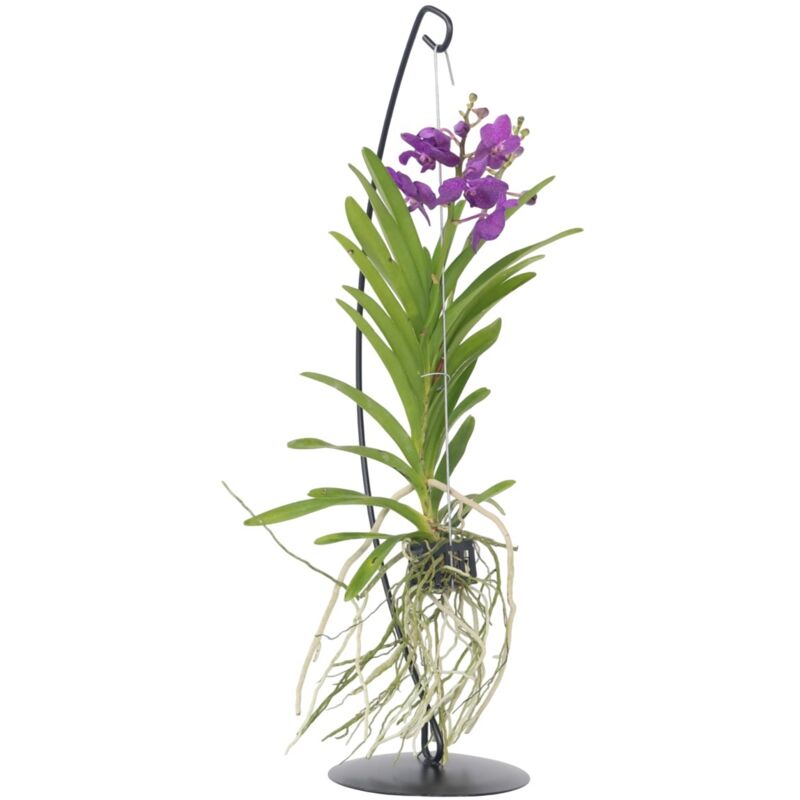 Plant In A Box - Orchidée - Vanda 'Blue' - Hauteur 45-55cm