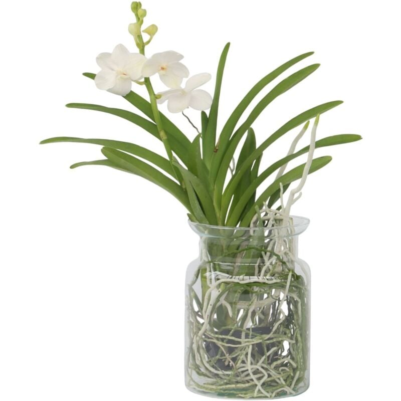 Plant In A Box - Orchidée - Vanda 'White' - Hauteur 40-50cm - ⌀14cm