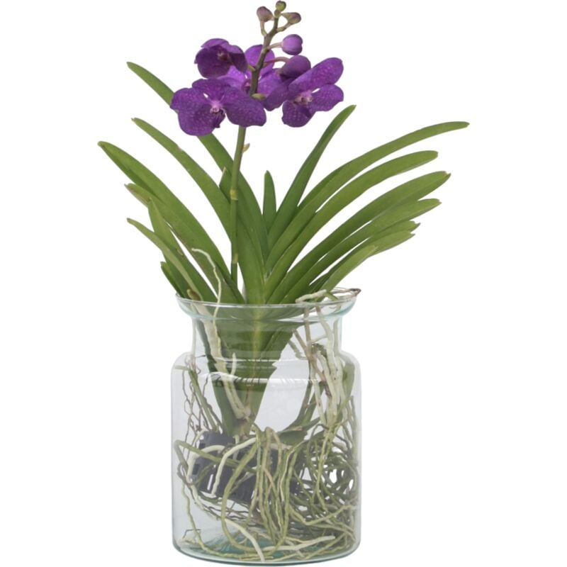 Plant In A Box - Orchidée - Vanda 'Blue' - Hauteur 40-50cm - ⌀14cm