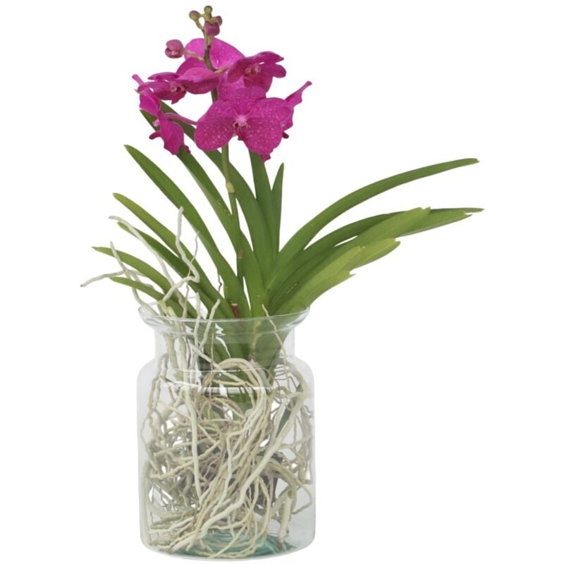 Plant In A Box - Orchidée - Vanda 'Cerise' - Hauteur 40-50cm - ⌀14cm