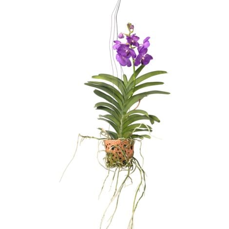 PLANT IN A BOX Vanda 'Botanica' en pot suspendu - Orchidée - Bleu - ⌀12cm - Hauteur 50cm