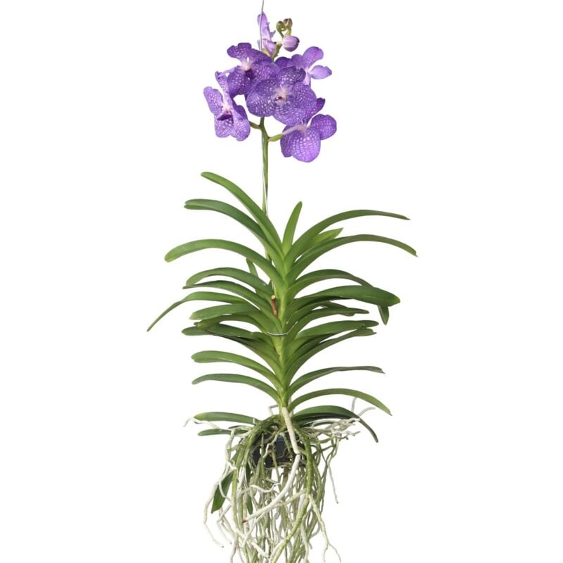 Plant In A Box - Orchidée - Vanda 'Magic Royal Blue' - Hauteur 55-65cm