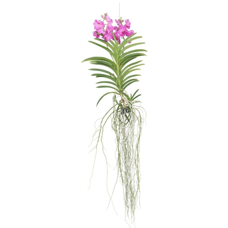 Plant In A Box - Orchidée - Vanda 'Pink' - Hauteur 45-55cm